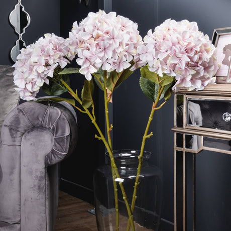 giant pink hydrangea