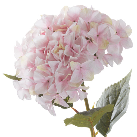 giant pink hydrangea