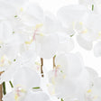 large white tall orchid in glass pot