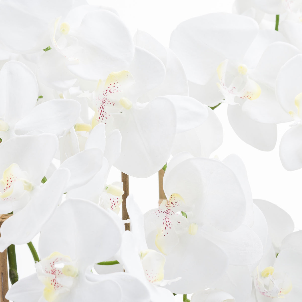 large white tall orchid in glass pot