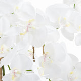 large white tall orchid in glass pot