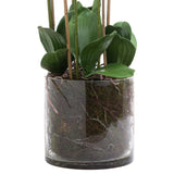 large white tall orchid in glass pot