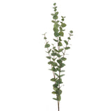 large cineraria eucalyptus spray