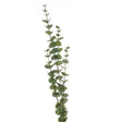large cineraria eucalyptus spray