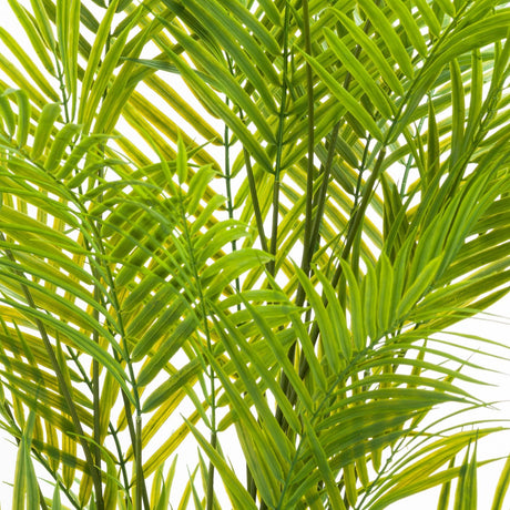 large paradise potted palm