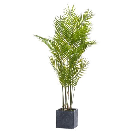 large paradise potted palm
