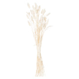 dried white bunny tail bunch of 60