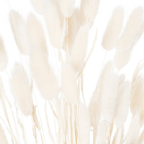 dried white bunny tail bunch of 60
