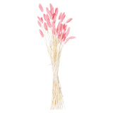 dried pale pink bunny tail bunch of 40