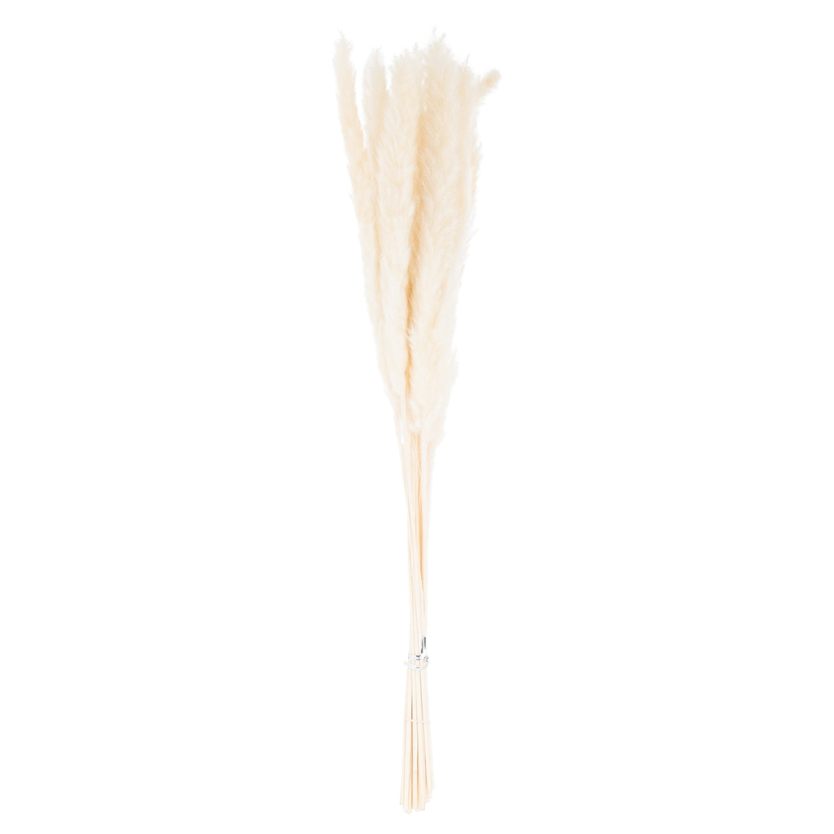 mini white pampas grass bunch of 15