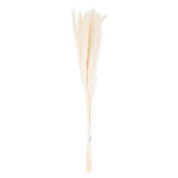 mini white pampas grass bunch of 15