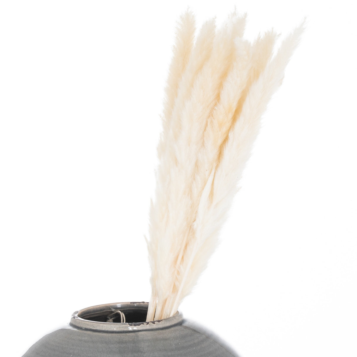 mini white pampas grass bunch of 15