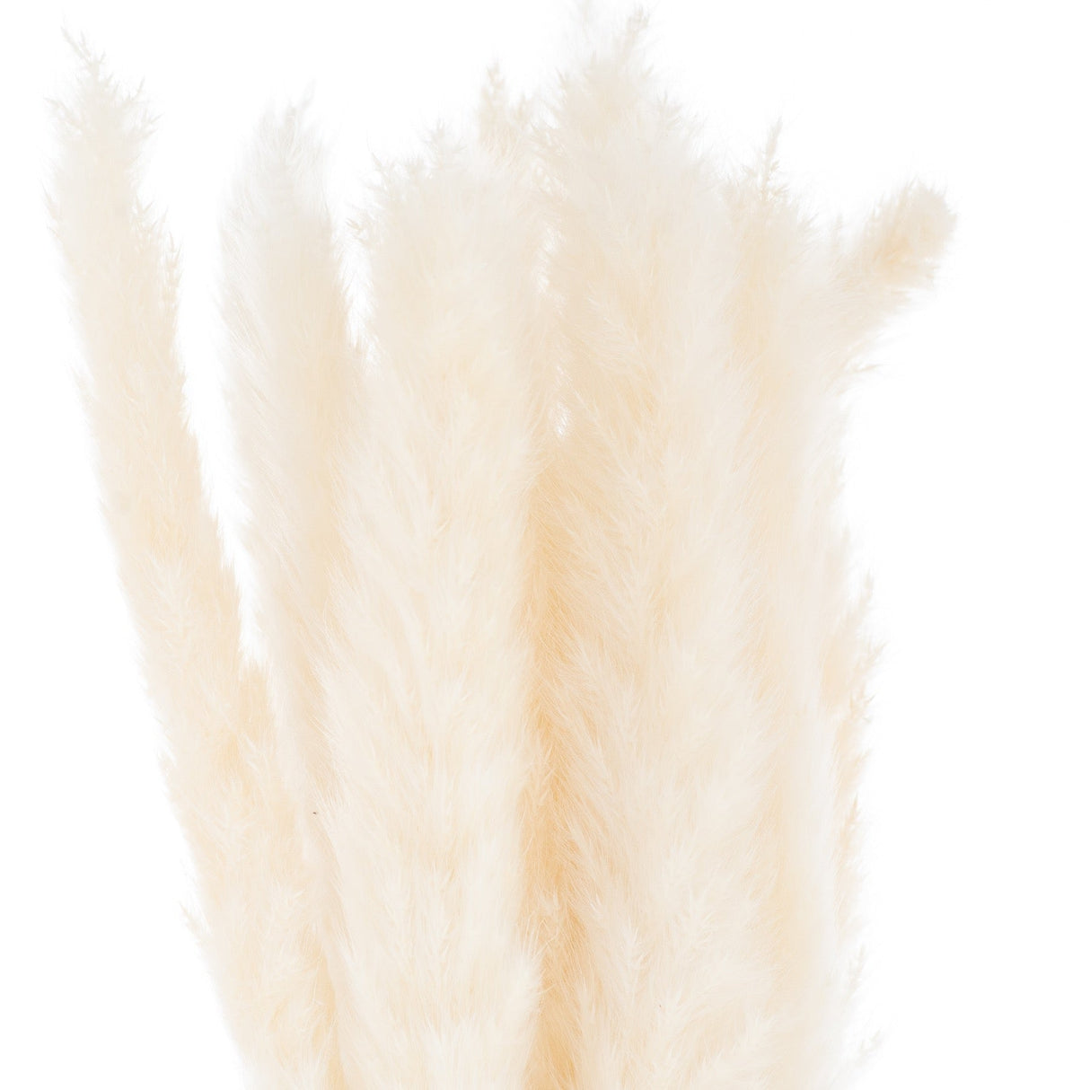 Adeline Mini White Pampas Grass Bunch Of 15