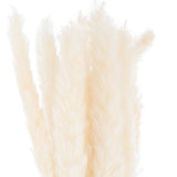 Adeline Mini White Pampas Grass Bunch Of 15