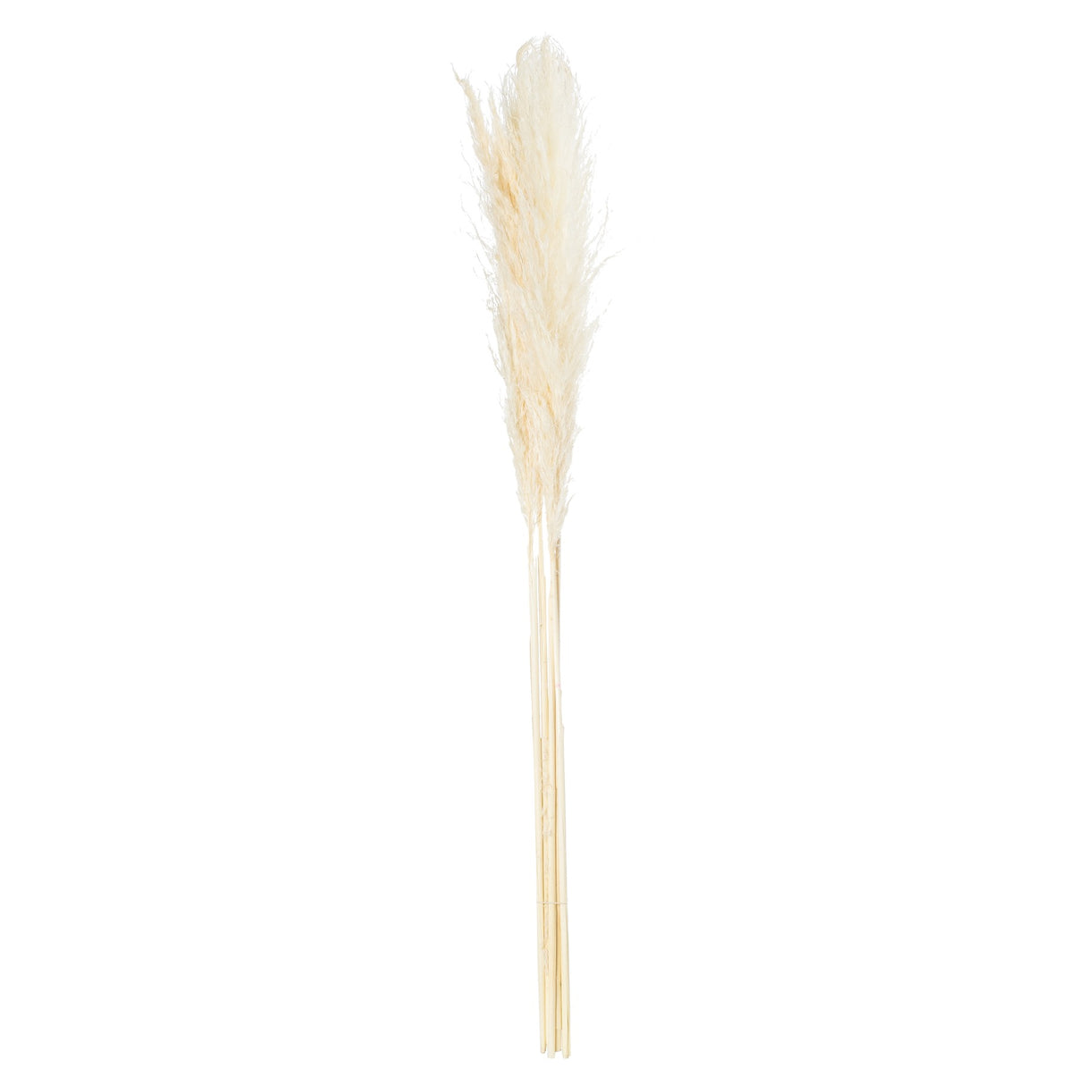 cream pampas grass stem