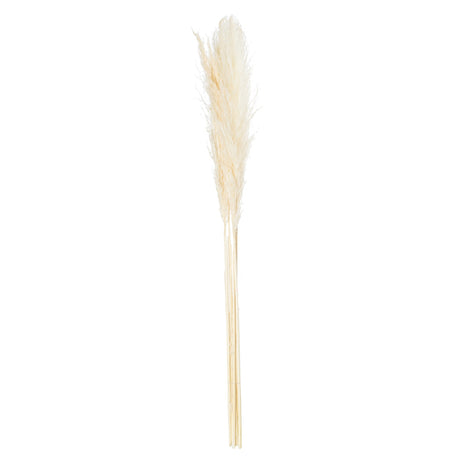 cream pampas grass stem