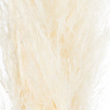 cream pampas grass stem