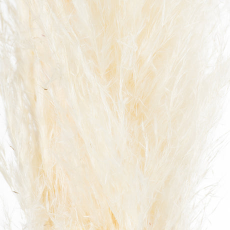 cream pampas grass stem
