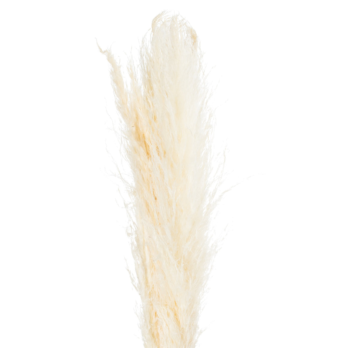 cream pampas grass stem