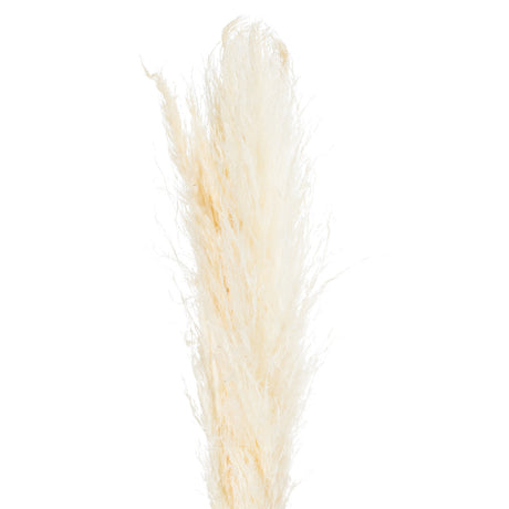cream pampas grass stem