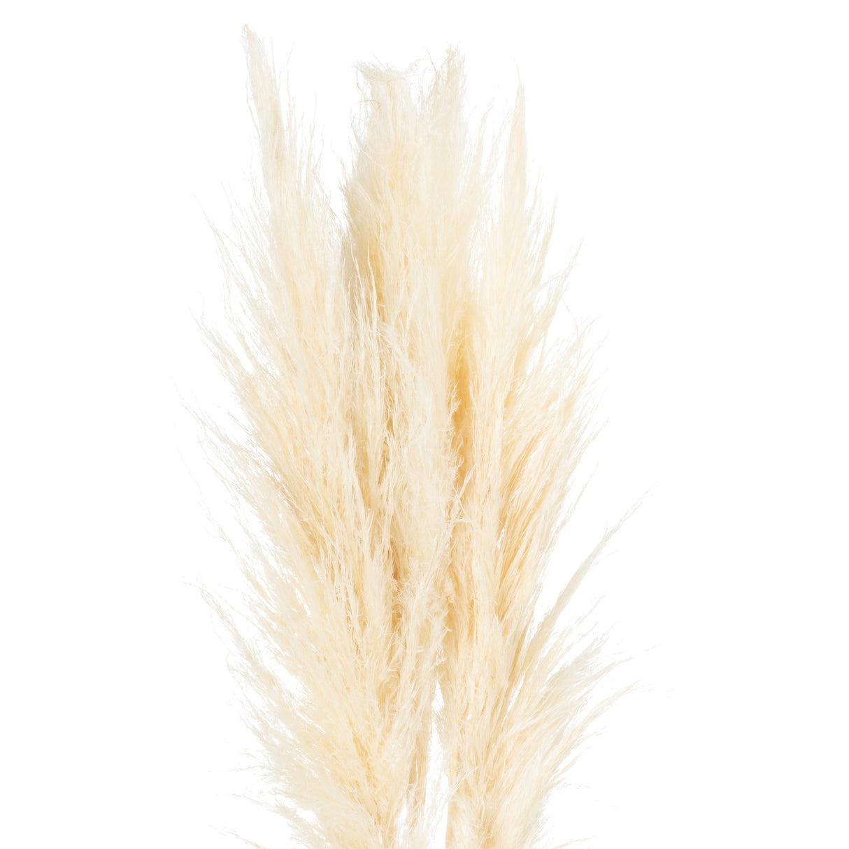 cream pampas grass stem