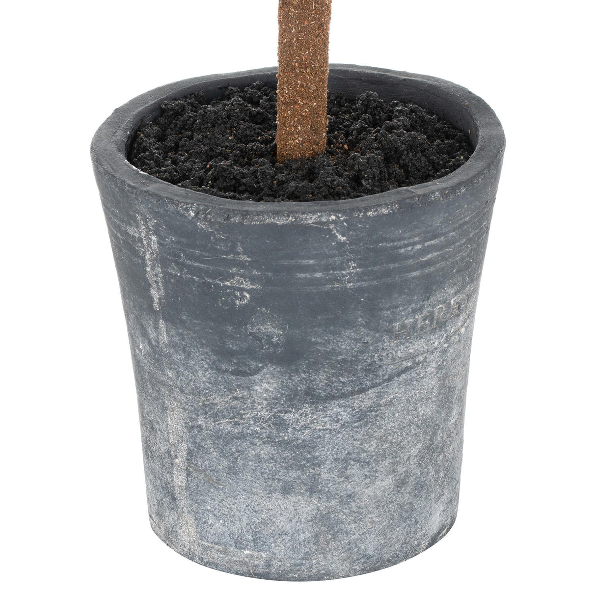 christmas fir tree in stone pot