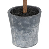 christmas fir tree in stone pot