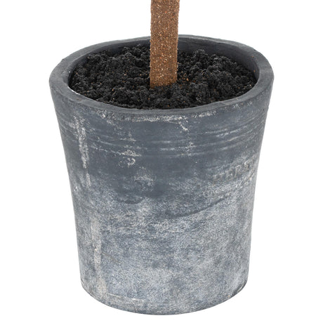 christmas fir tree in stone pot