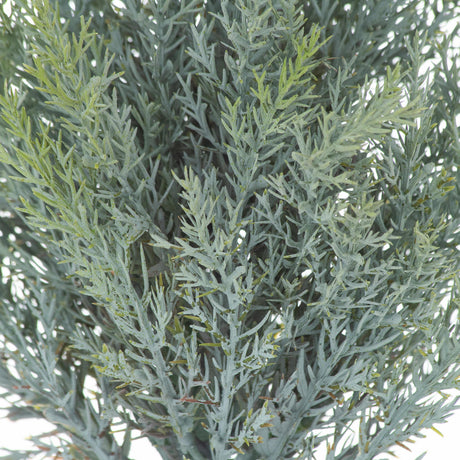 squat fir tree in stone pot