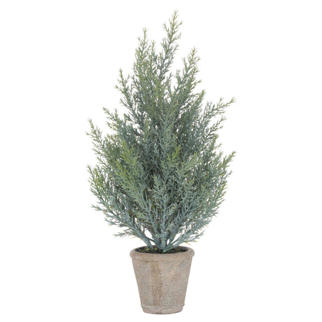 squat fir tree in stone pot