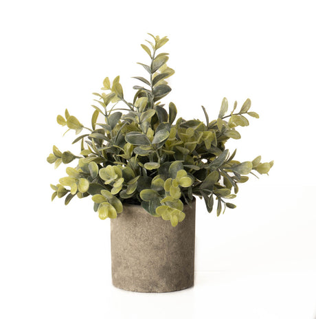 eucalyptus plant in stone effect pot