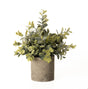eucalyptus plant in stone effect pot