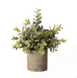 Giselle Eucalyptus Plant In Stone Effect Pot