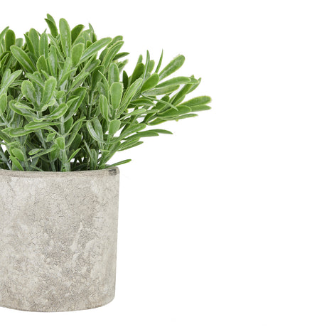 buxus plant in stone effect pot