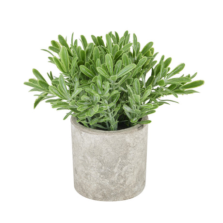 buxus plant in stone effect pot