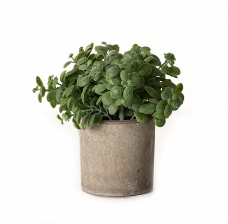 basil plant in stone effect pot