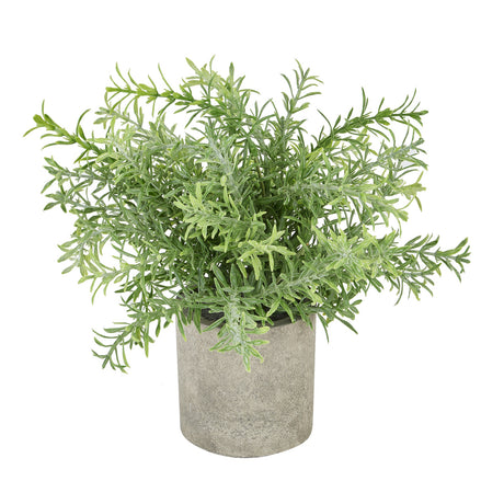 rosemary plant in stone effect pot