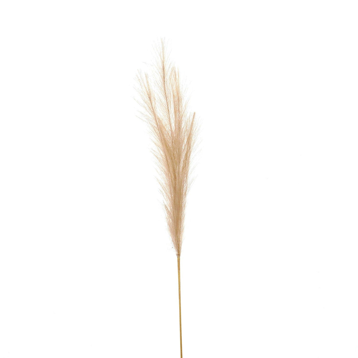 Aurore Bleached Large Faux Pampas Grass Stem