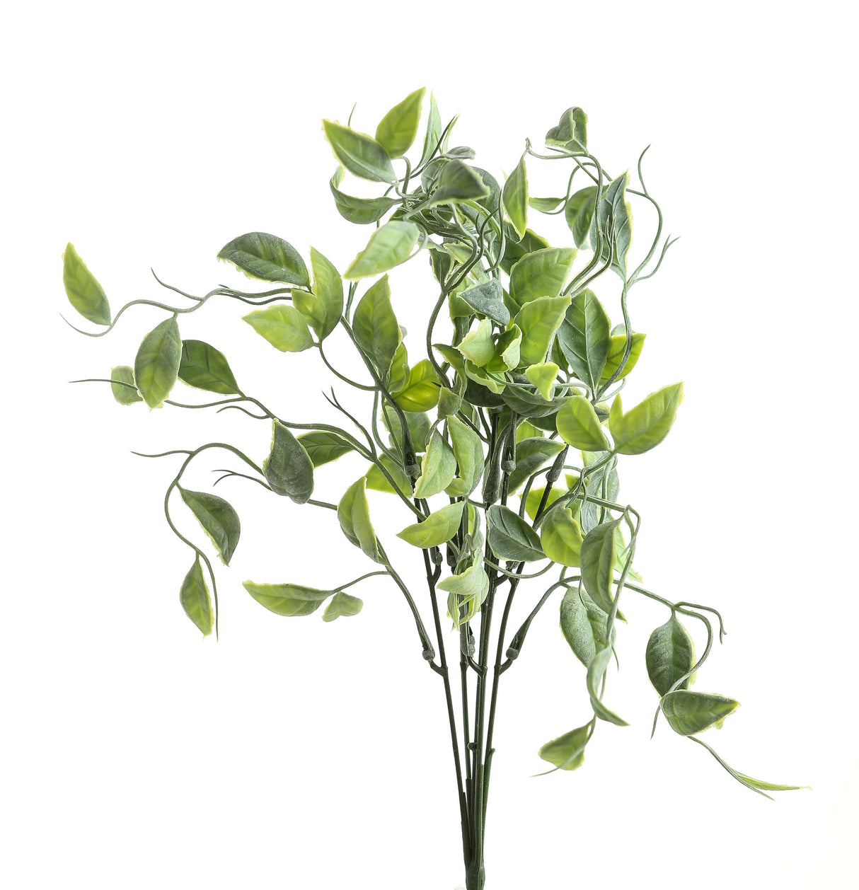green shoots greenery bunch