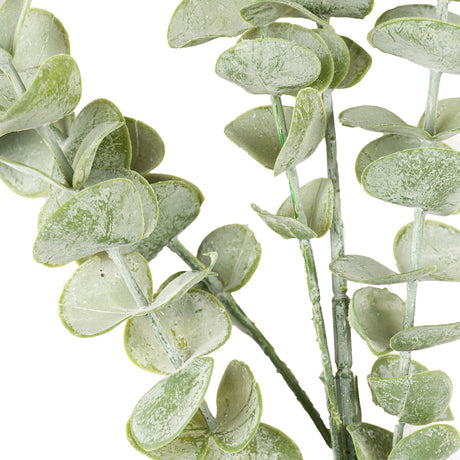 gunnii eucalyptus spray
