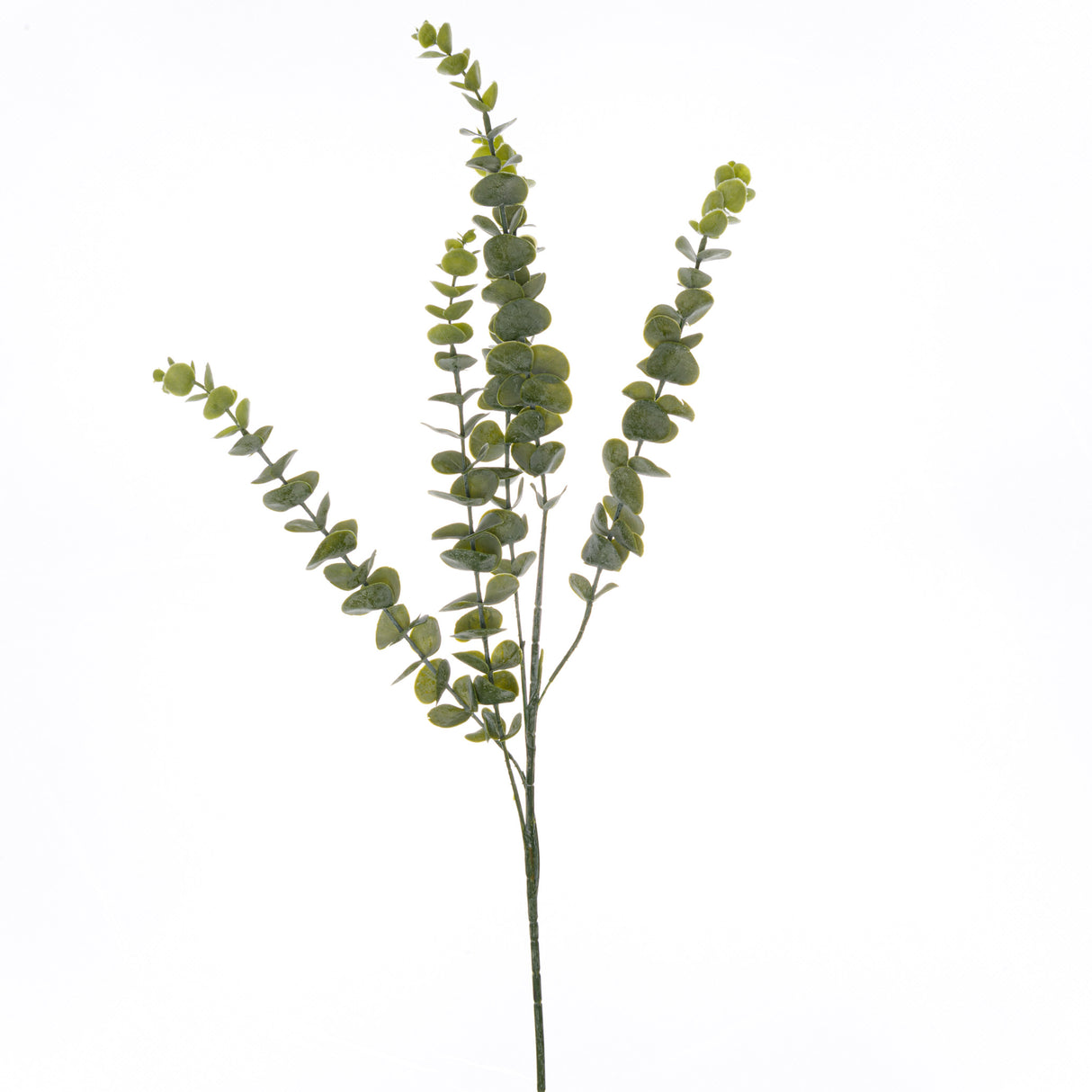gunnii eucalyptus spray