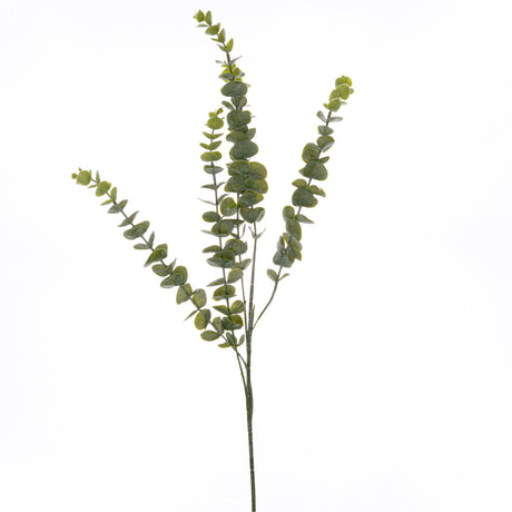 gunnii eucalyptus spray