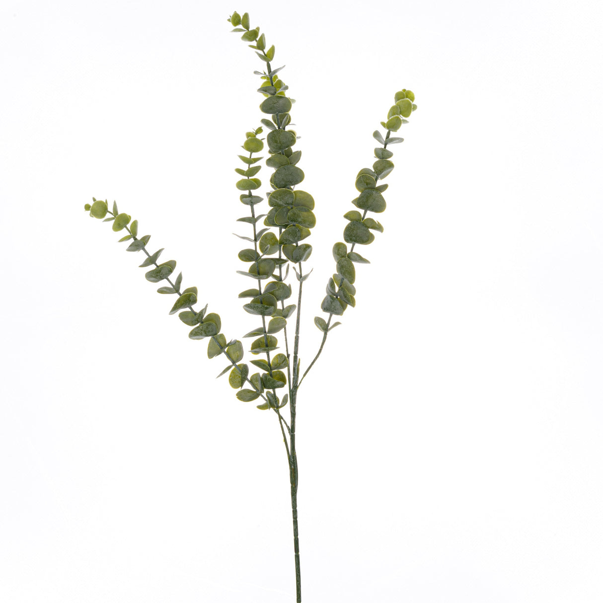 Marina Gunnii Eucalyptus Spray