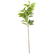 laurel leaf spray