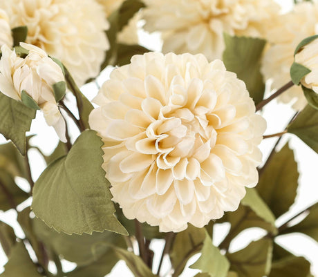 white dahlia stem