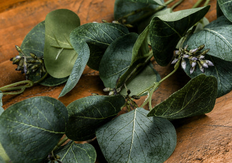 eucalyptus stem spray