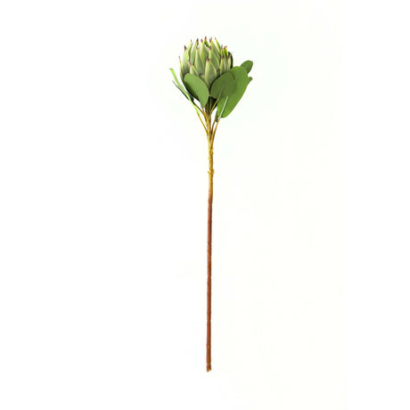 large green protea