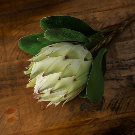 large white protea