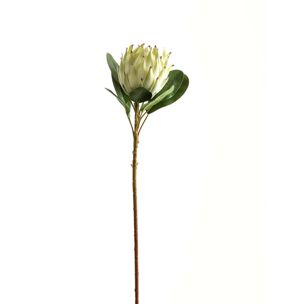 Auriane Large Green Protea
