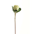 large white protea
